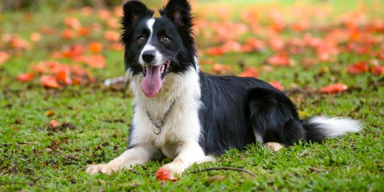 Dogs for Active People