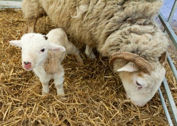 Sheep: Birth of a lamb or lambs lamb birth