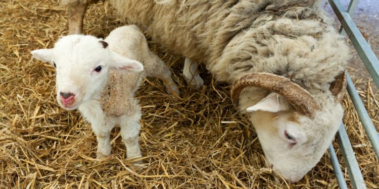 lamb birth