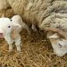 Sheep: Birth of a lamb or lambs lamb birth