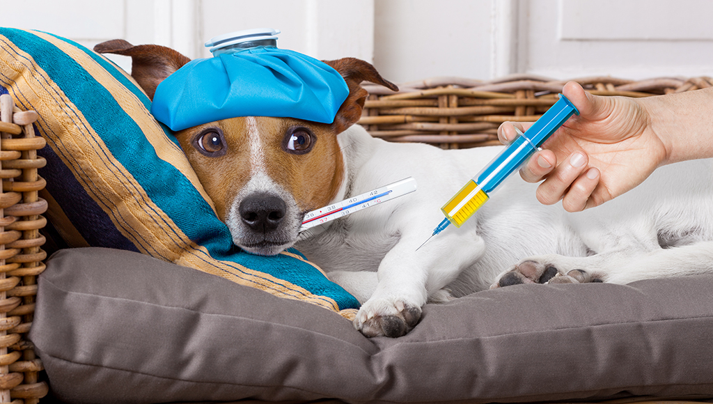 Dog ​​Tremble