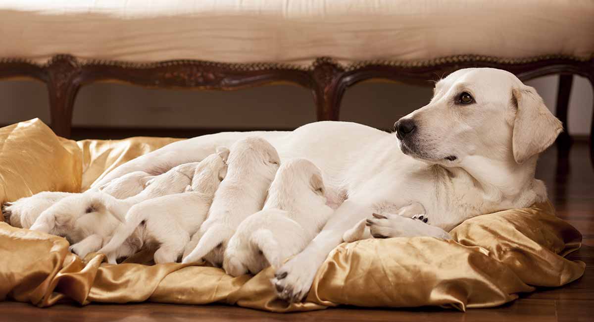 dog pregnancy