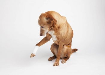 Immediate Steps To Take During A Pet Health Emergency