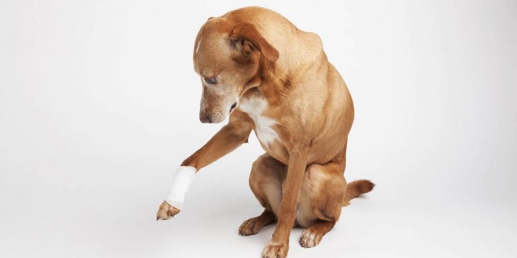 Immediate Steps To Take During A Pet Health Emergency