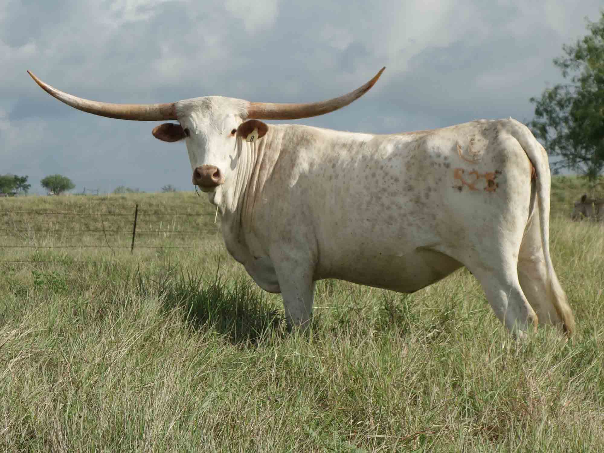 The Watusi cow