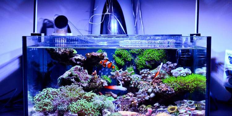 Freshwater Aquarium