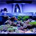 Freshwater Aquarium