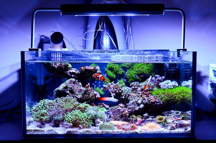 Reef Aquarium Stable