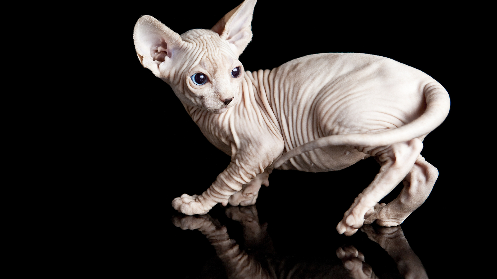 egyptian cats .