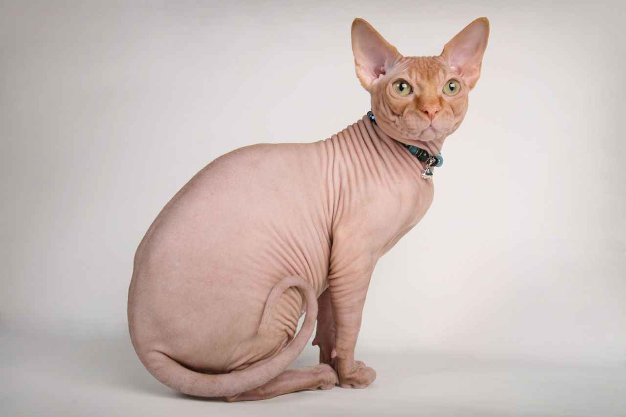 egyptian cats .