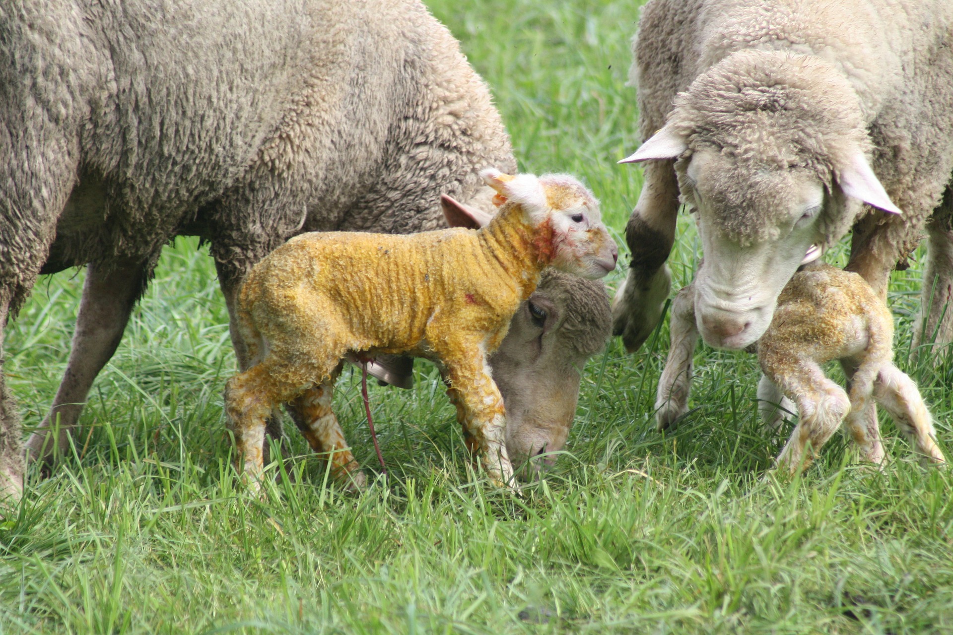 lamb birth