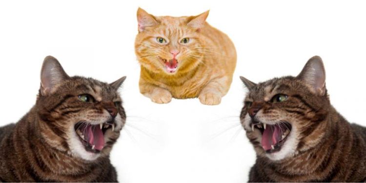 Why Do Cats Hiss