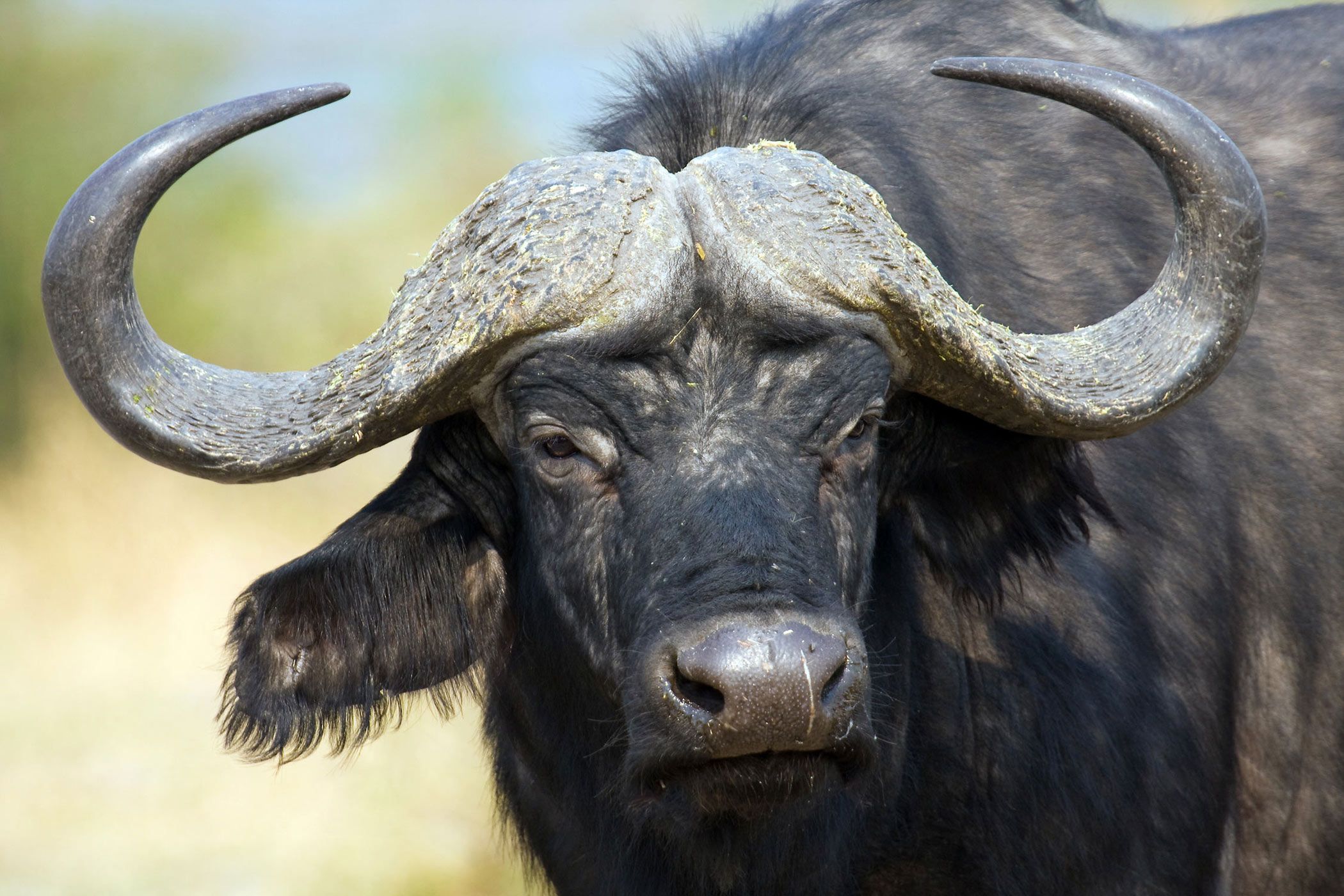 African buffalo