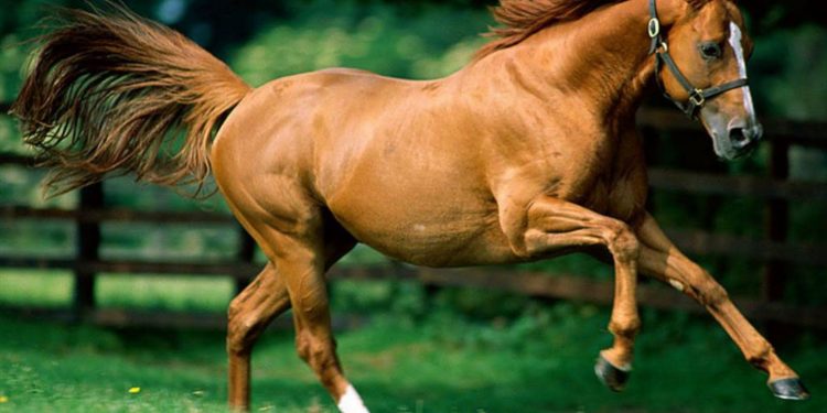 horses