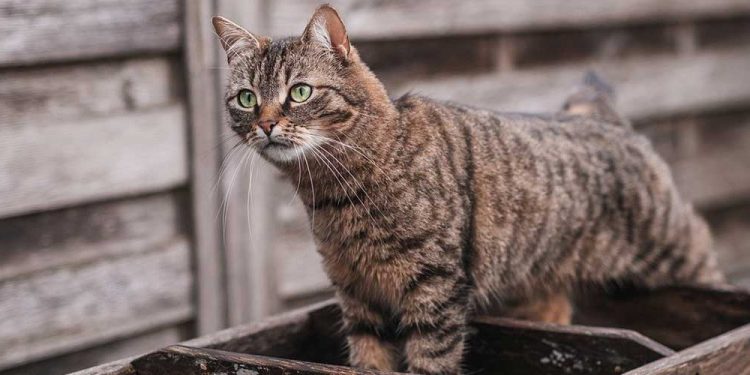 Semi-feral Cat
