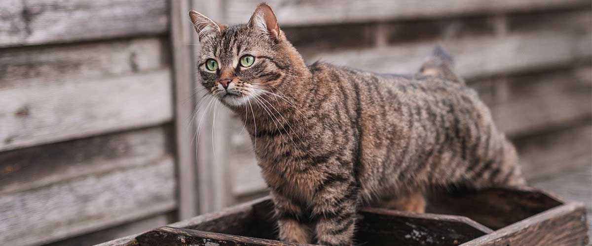7 Ways To Make A Semi feral Cat Adjust To Your Home