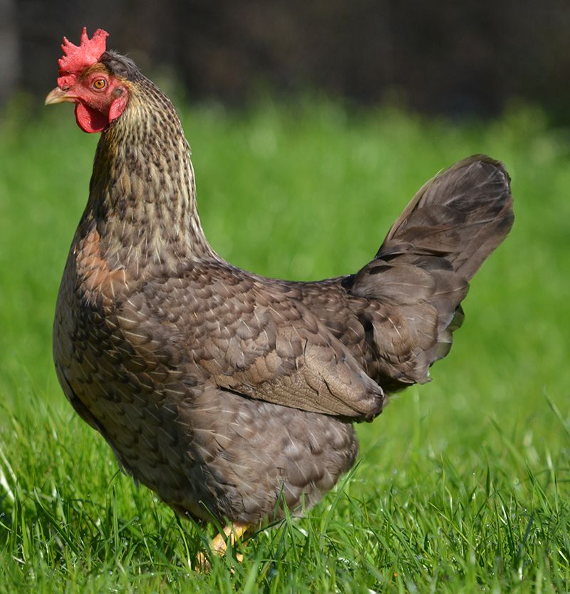 Help my broody hen