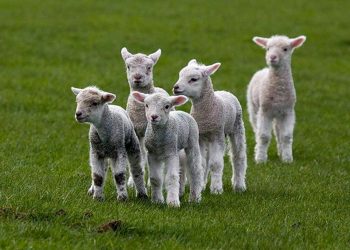 lambs