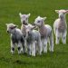 Lamb Days: celebrate spring and admire the lambs lambs