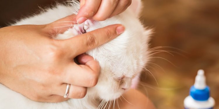 ear mites