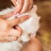 Using Otimectin against ear mites in cats ear mites