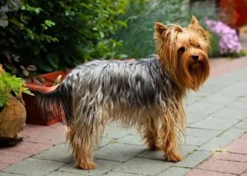 Yorkshire Terrier Dog Breed