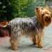 Yorkshire Terrier Dog Breed