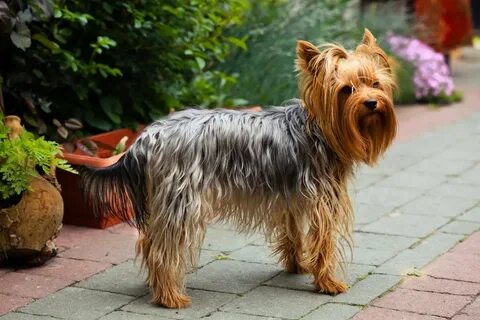 Yorkshire Terrier Dog Breed