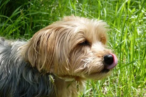 Yorkshire Terrier Dog Breed