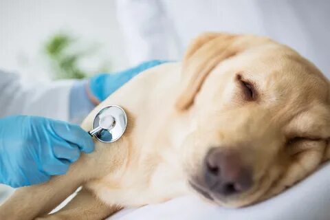 Dog ​​Tremble