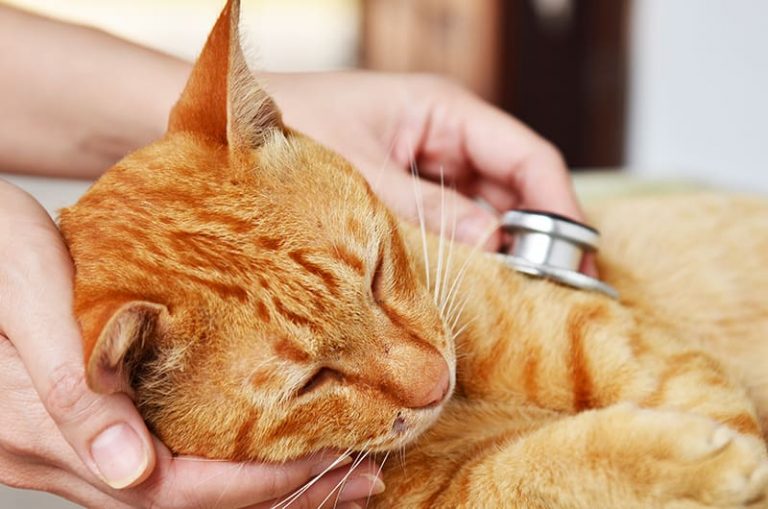 Using Otimectin Against Ear Mites In Cats