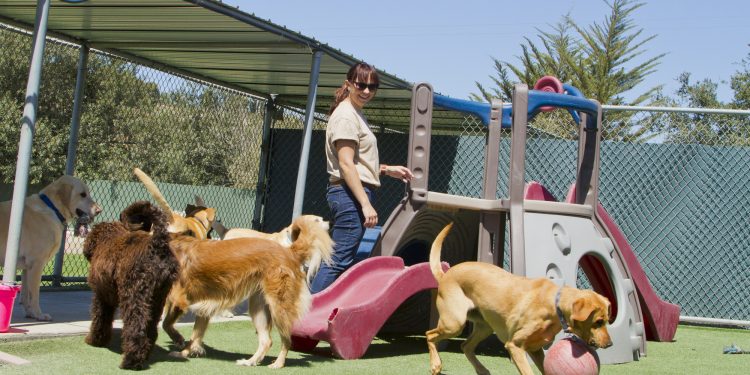 Dog Boarding