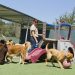 Dog Boarding: Keeping Your Pet Safe Dog Boarding