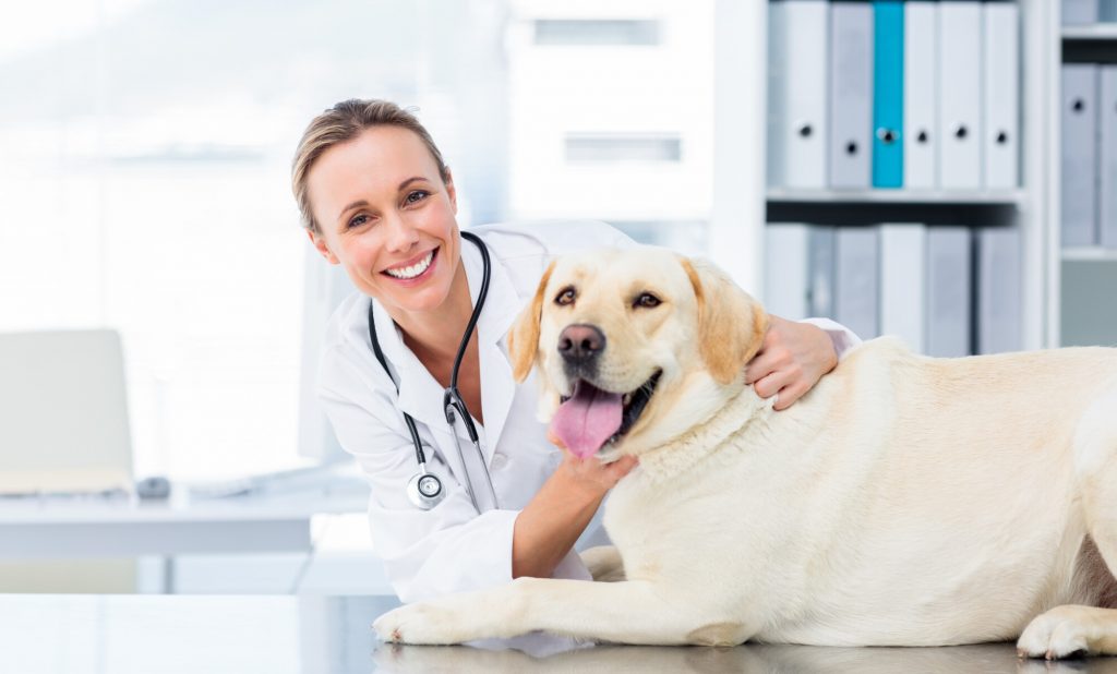 Successful Veterinary Practice