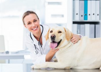 Successful Veterinary Practice