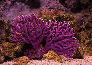 How to Keep Your Reef Aquarium Stable