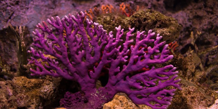 How to Keep Your Reef Aquarium Stable