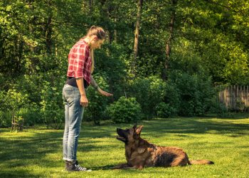 5 Foundational Dog Training Tips for Beginners