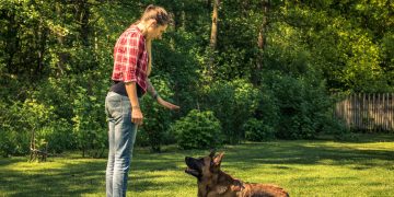 5 Foundational Dog Training Tips for Beginners