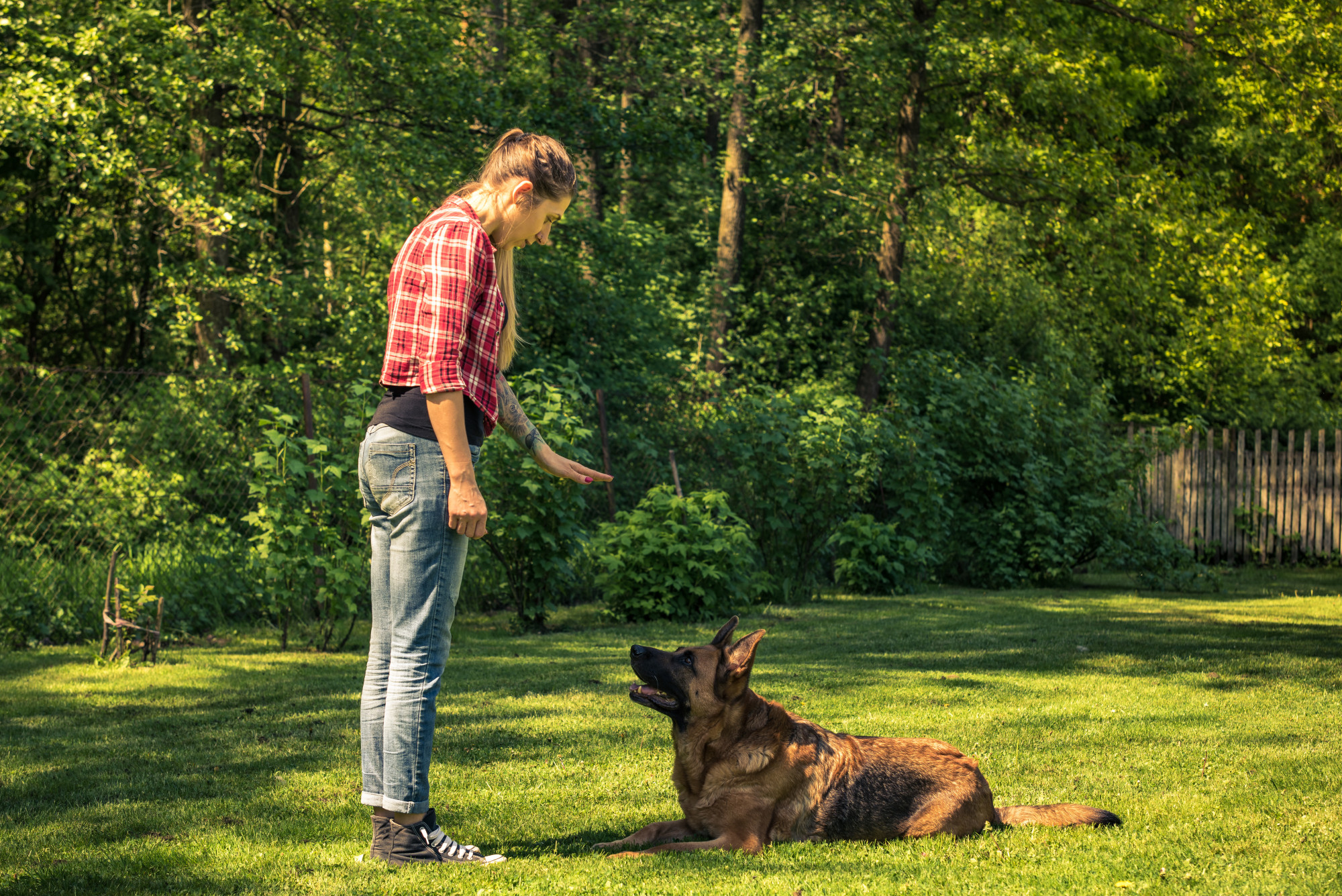 Canine Coaching: A Complete Information - animalonly.com
