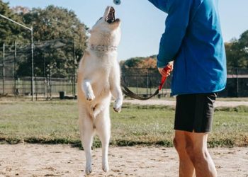 Should You Hire a Personal Dog Trainer?