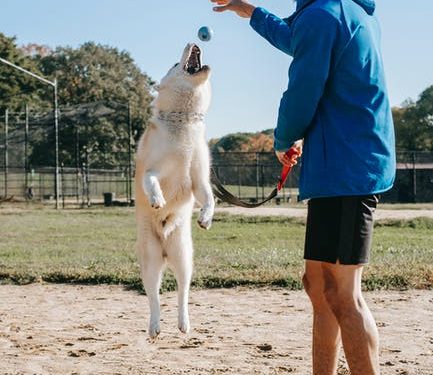 Should You Hire a Personal Dog Trainer?