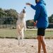 Should You Hire a Personal Dog Trainer? Should You Hire a Personal Dog Trainer?