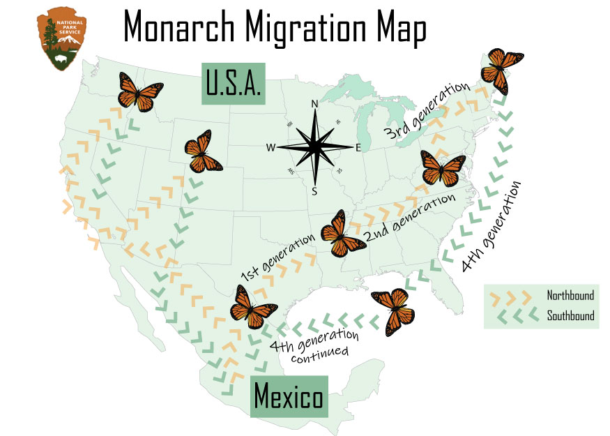 The Monarch Butterfly Migration pattern
