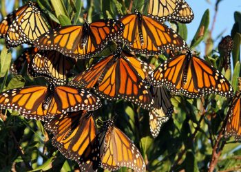 The Monarch Butterfly