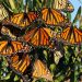 The Monarch Butterfly