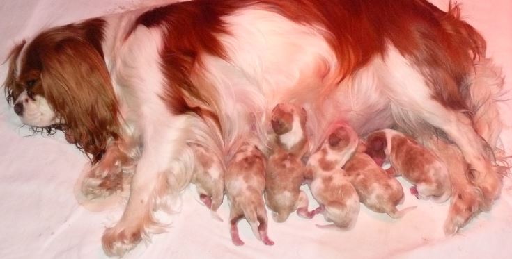 dog pregnancy