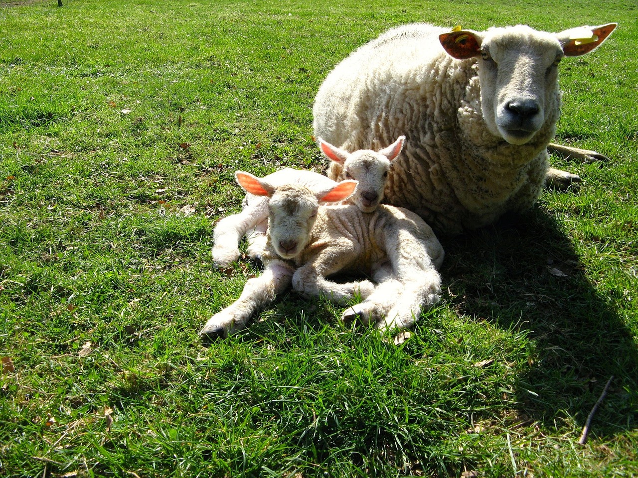 lamb birth