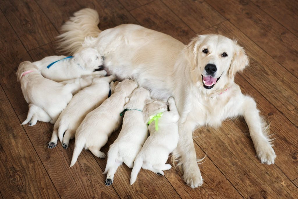 what-is-the-dog-pregnancy-or-gestation-period-of-dogs