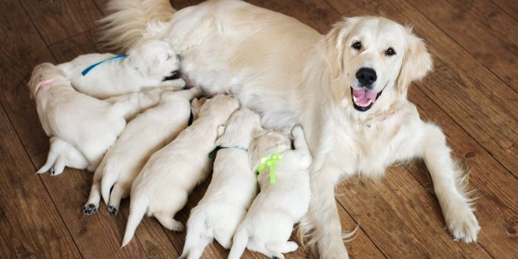 dog pregnancy